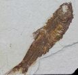 Bargain, Knightia Fossil Fish - Wyoming #60472-1